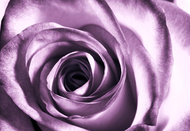 PVC Fototapete Purple Rose – ECO Wandbild Selbstklebende Tapete – 3D Vinyl Wandsticker XXL  SW028 - life-decor.de