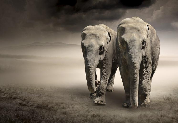 PVC Fototapete Elephants – ECO Wandbild Selbstklebende Tapete – 3D Vinyl Wandsticker XXL  SW022 - life-decor.de