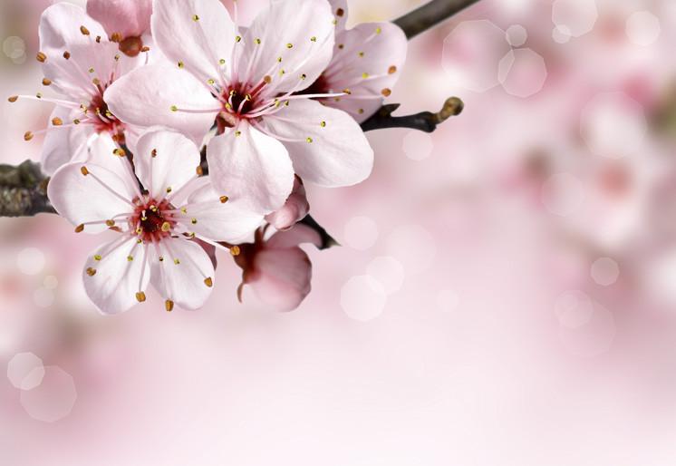 PVC Fototapete Blue Spring Blossom – ECO Wandbild Selbstklebende Tapete – 3D Vinyl Wandsticker XXL  SW016 - life-decor.de