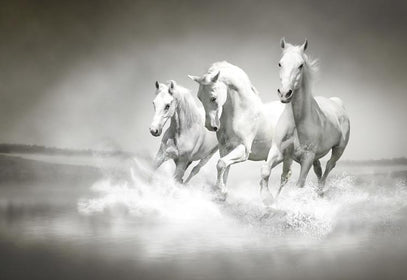 PVC Fototapete White horses – ECO Wandbild Selbstklebende Tapete – 3D Vinyl Wandsticker XXL  SW020 - life-decor.de