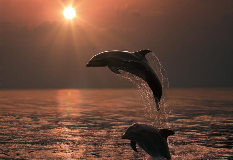 PVC Fototapete Beautiful Dolphins – ECO Wandbild Selbstklebende Tapete – 3D Vinyl Wandsticker XXL  SW398 - life-decor.de