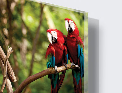 Kunst wand bilder Papageien - AP082 - life-decor.de