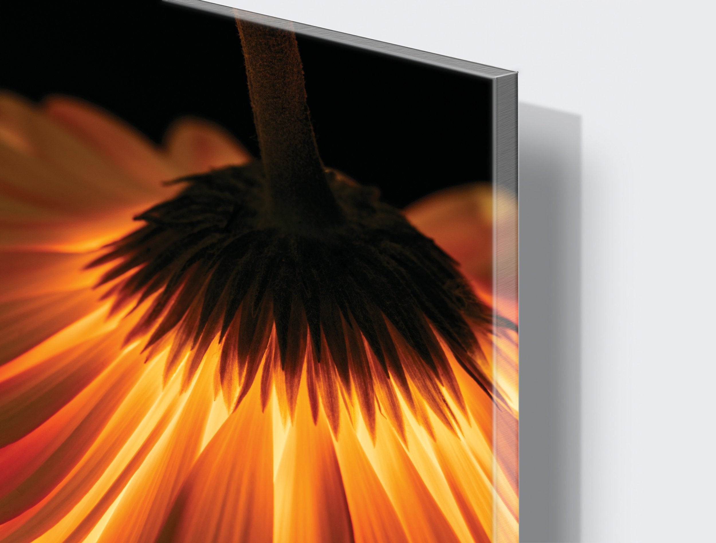 Kunst wand bilder Feuerblume - AP066