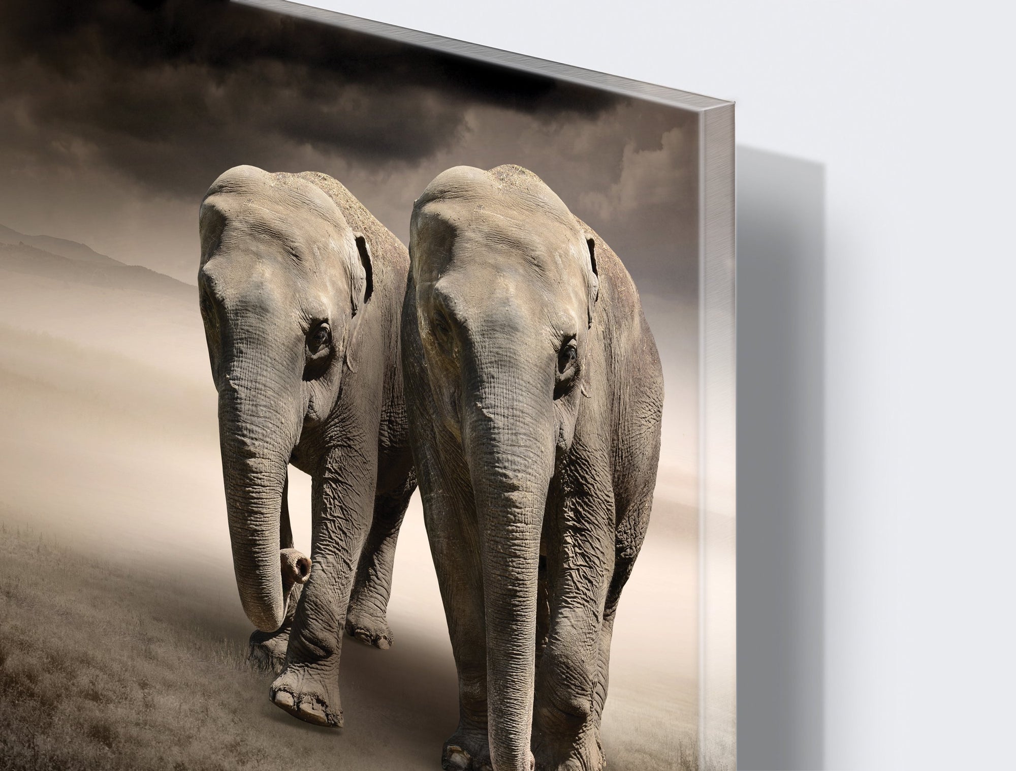 Kunst wand bilder Elefanten - AP081 - life-decor.de