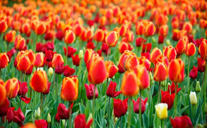 PVC Fototapete Tulips – ECO Wandbild Selbstklebende Tapete – 3D Vinyl Wandsticker XXL  SW357 - life-decor.de