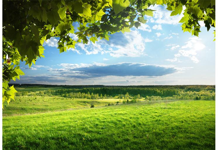 PVC Fototapete Spring Grass - ECO Wandbild Selbstklebende Tapete - 3D Vinyl Wandsticker XXL  SW270