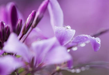 PVC Fototapete Purple Blossoms – ECO Wandbild Selbstklebende Tapete – 3D Vinyl Wandsticker XXL  SW326 - life-decor.de