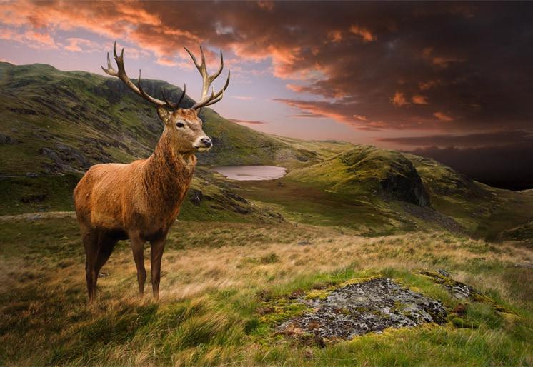 PVC Fototapete Red Deer II – ECO Wandbild Selbstklebende Tapete – 3D Vinyl Wandsticker XXL  SW292 - life-decor.de