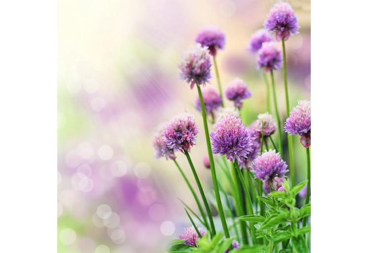 PVC Fototapete Chive Flowers – ECO Wandbild Selbstklebende Tapete – 3D Vinyl Wandsticker XXL  SW234 - life-decor.de