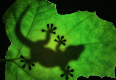 PVC Fototapete Lizard Silhouette – ECO Wandbild Selbstklebende Tapete – 3D Vinyl Wandsticker XXL  SW342 - life-decor.de