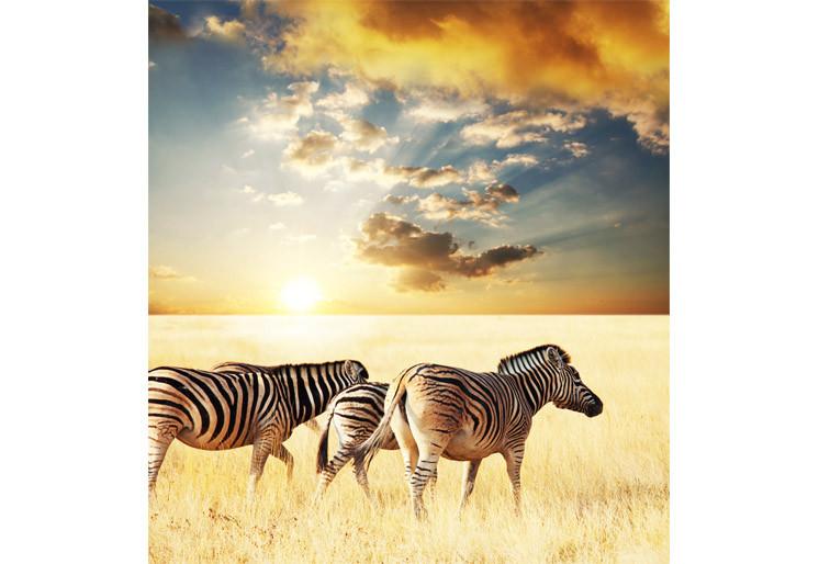 PVC Fototapete Zebra - ECO Wandbild Selbstklebende Tapete - 3D Vinyl Wandsticker XXL  SW317