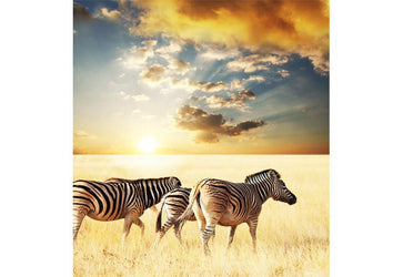 PVC Fototapete Zebra – ECO Wandbild Selbstklebende Tapete – 3D Vinyl Wandsticker XXL  SW317 - life-decor.de