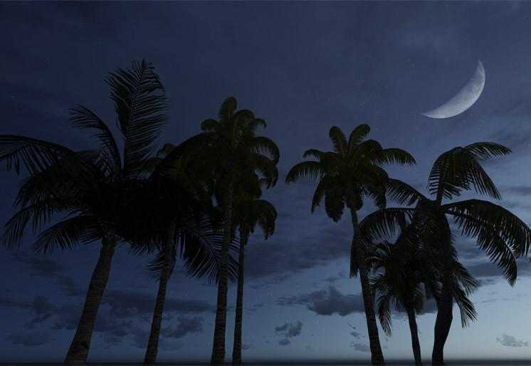 PVC Fototapete Palm Silhouettes – ECO Wandbild Selbstklebende Tapete – 3D Vinyl Wandsticker XXL  SW306 - life-decor.de