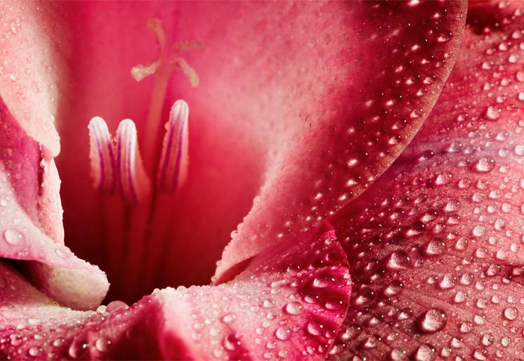 PVC Fototapete Red Flower – ECO Wandbild Selbstklebende Tapete – 3D Vinyl Wandsticker XXL  SW265 - life-decor.de