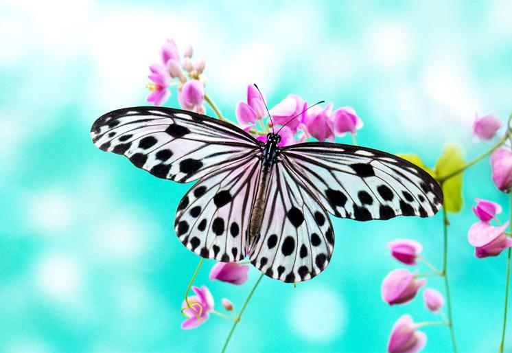 PVC Fototapete Rice Paper Butterfly – ECO Wandbild Selbstklebende Tapete – 3D Vinyl Wandsticker XXL  SW266 - life-decor.de