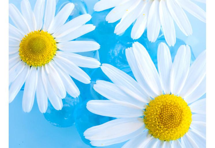 PVC Fototapete Beautiful Chamomiles On Water – ECO Wandbild Selbstklebende Tapete – 3D Vinyl Wandsticker XXL  SW199 - life-decor.de