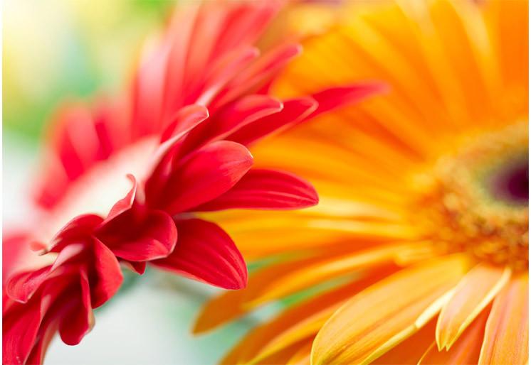 PVC Fototapete Yellow Daisy - ECO Wandbild Selbstklebende Tapete - 3D Vinyl Wandsticker XXL  SW259