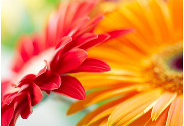 PVC Fototapete Yellow Daisy – ECO Wandbild Selbstklebende Tapete – 3D Vinyl Wandsticker XXL  SW259 - life-decor.de