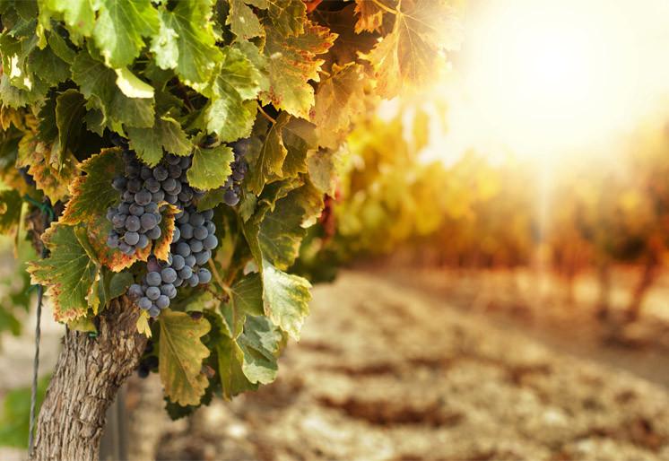 PVC Fototapete Vineyards At Sunset - ECO Wandbild Selbstklebende Tapete - 3D Vinyl Wandsticker XXL  SW269