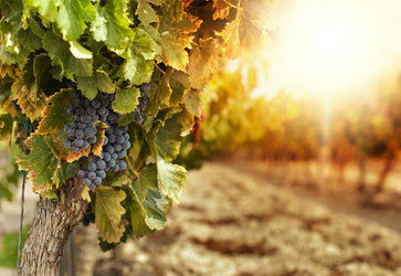 PVC Fototapete Vineyards At Sunset – ECO Wandbild Selbstklebende Tapete – 3D Vinyl Wandsticker XXL  SW269 - life-decor.de
