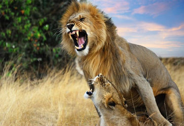 PVC Fototapete Lions – ECO Wandbild Selbstklebende Tapete – 3D Vinyl Wandsticker XXL  SW333 - life-decor.de