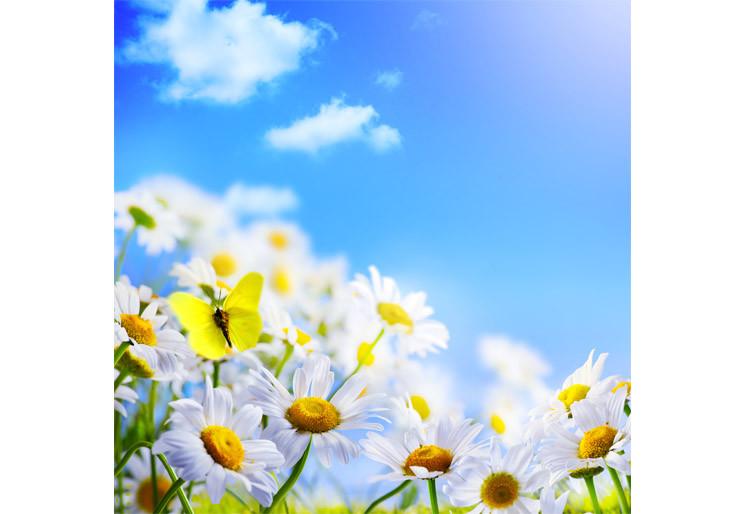PVC Fototapete Spring Background - ECO Wandbild Selbstklebende Tapete - 3D Vinyl Wandsticker XXL  SW233