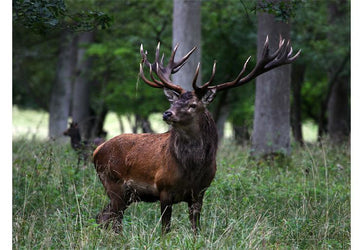 PVC Fototapete Red Deer – ECO Wandbild Selbstklebende Tapete – 3D Vinyl Wandsticker XXL  SW291 - life-decor.de