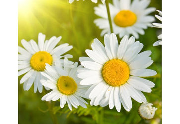 PVC Fototapete Daisies In A Field – ECO Wandbild Selbstklebende Tapete – 3D Vinyl Wandsticker XXL  SW262 - life-decor.de
