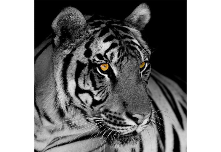 PVC Fototapete Black And White Tiger – ECO Wandbild Selbstklebende Tapete – 3D Vinyl Wandsticker XXL  SW348 - life-decor.de