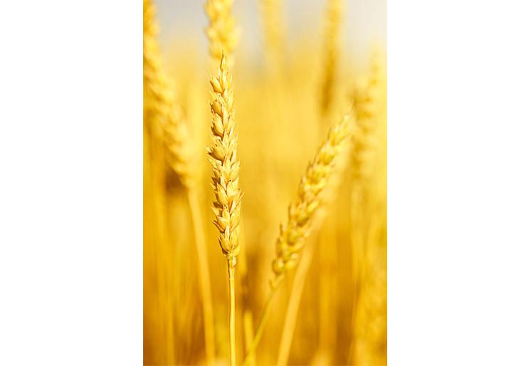 PVC Fototapete Field With Wheat Stem – ECO Wandbild Selbstklebende Tapete – 3D Vinyl Wandsticker XXL  SW325 - life-decor.de
