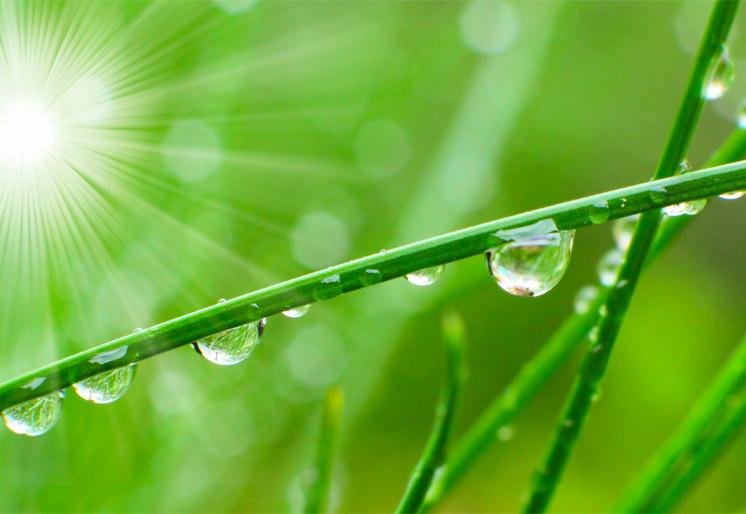 PVC Fototapete Fresh Morning Dew – ECO Wandbild Selbstklebende Tapete – 3D Vinyl Wandsticker XXL  SW204 - life-decor.de