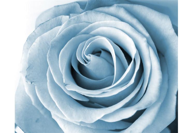 PVC Fototapete Rose – ECO Wandbild Selbstklebende Tapete – 3D Vinyl Wandsticker XXL  SW256 - life-decor.de