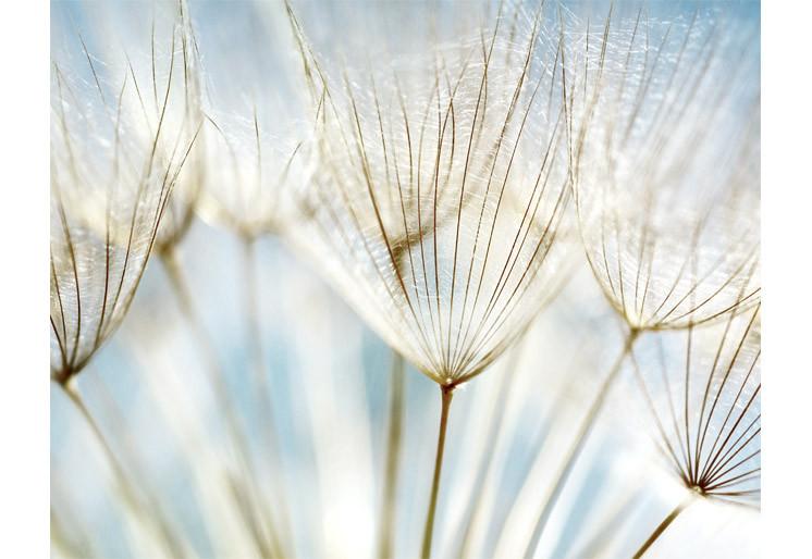 PVC Fototapete Dandelion Flower – ECO Wandbild Selbstklebende Tapete – 3D Vinyl Wandsticker XXL  SW240 - life-decor.de