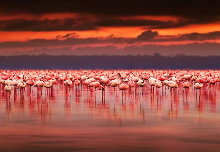 PVC Fototapete African Flamingos – ECO Wandbild Selbstklebende Tapete – 3D Vinyl Wandsticker XXL  SW321 - life-decor.de