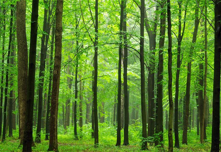 PVC Fototapete Forest – ECO Wandbild Selbstklebende Tapete – 3D Vinyl Wandsticker XXL  SW228 - life-decor.de