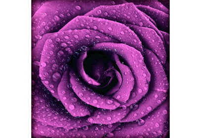 PVC Fototapete Purple Dark Rose – ECO Wandbild Selbstklebende Tapete – 3D Vinyl Wandsticker XXL  SW249 - life-decor.de