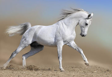 PVC Fototapete Horse In Run – ECO Wandbild Selbstklebende Tapete – 3D Vinyl Wandsticker XXL  SW001 - life-decor.de